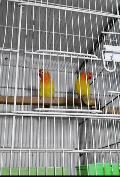 Love bird Lutino breeder pair