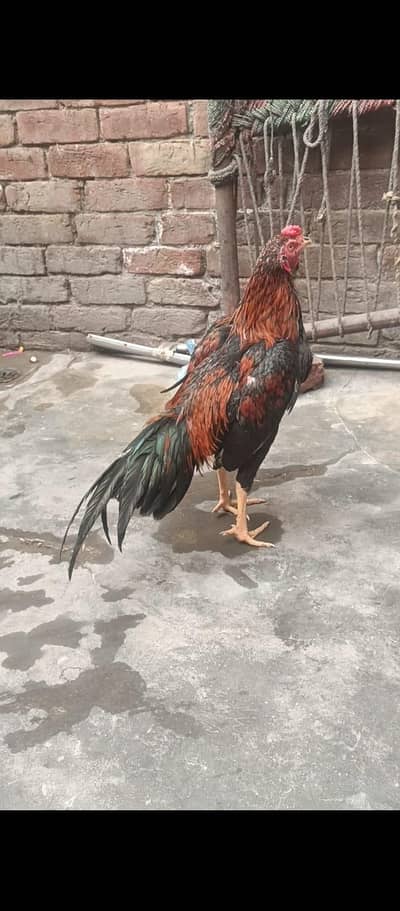 pure jawa murga available hai  7000 ka discount hoi jao ga