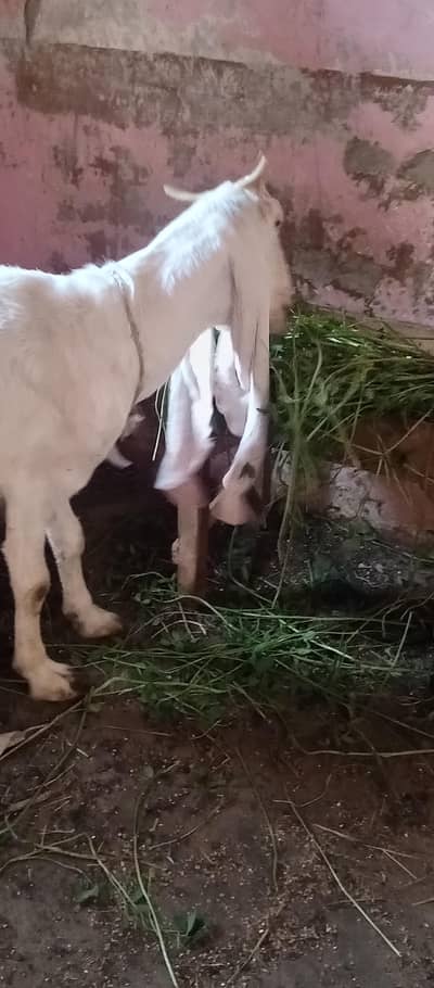 gulabi bakri oregnal lambe Kano me 1 Bache ke sath