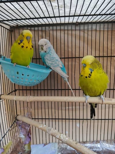 EXHIBITION MALES AND COCKTAIL PAIR