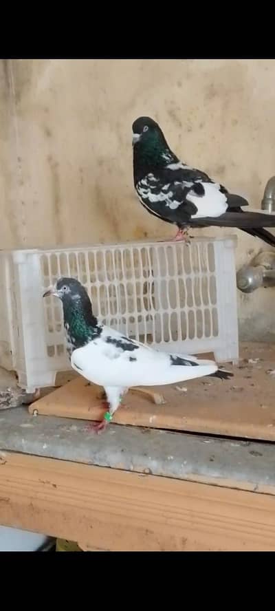 Masha Allah bht Aawla ram puri nar r tedy madi 110 percent pureity me