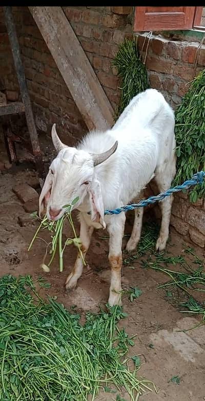 Bakray for sale Qurbani 2026
