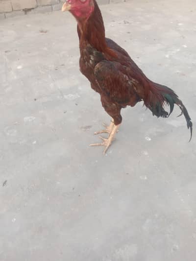 Aseel quality brother pathe for sale