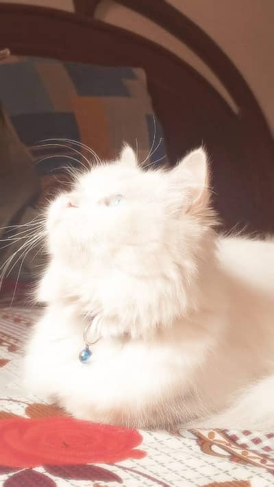 Triple coated Blue eyes white Breeder female