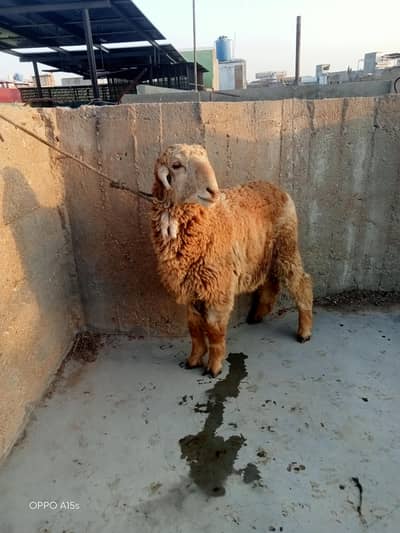 5 5 mahine ka dumba hai pura bahi bilkul okay hi dumba