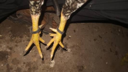 pair far sale ha Jo jaldi rabta Kara ousa our munasib Mila gia