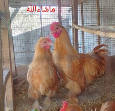 Golden Bantam Breader Pair