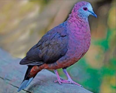 Aplopelia Dove /Doves For Sale /Qumri /Fakhta /All kind of Doves