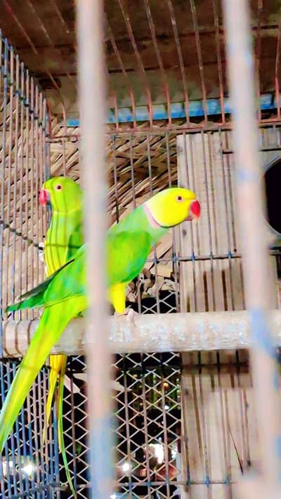 Green CHCT Ringneck Breeder Pair