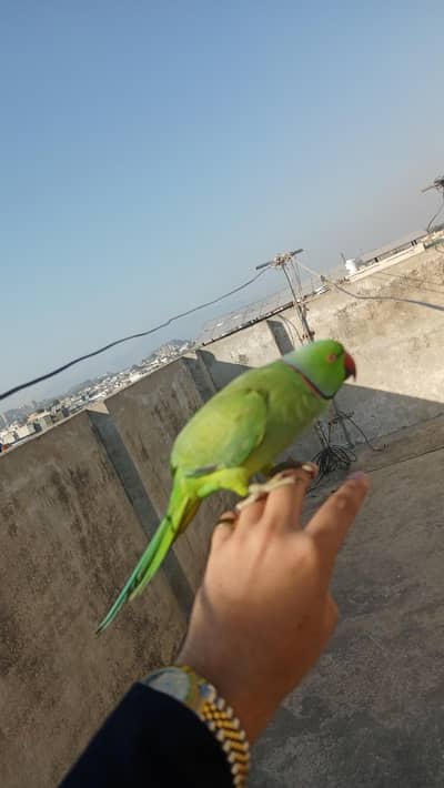 Good parot hand talking