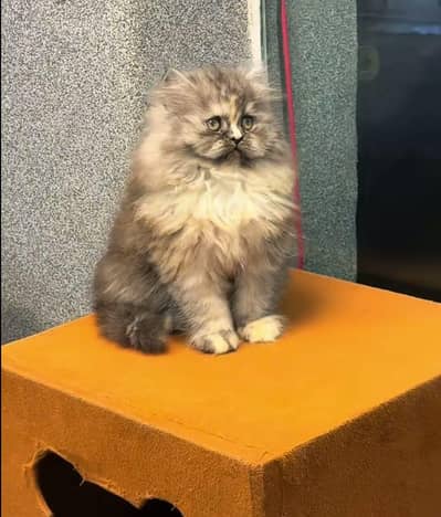 Cat | Kittens | Persian Cat Baby | ωâtsp /\/\€" 06 | 5୨8 | 6719