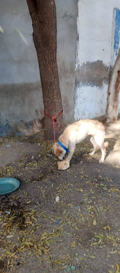 golden retriever cross with Labrador