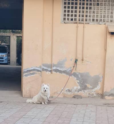 Russian male dog for sale