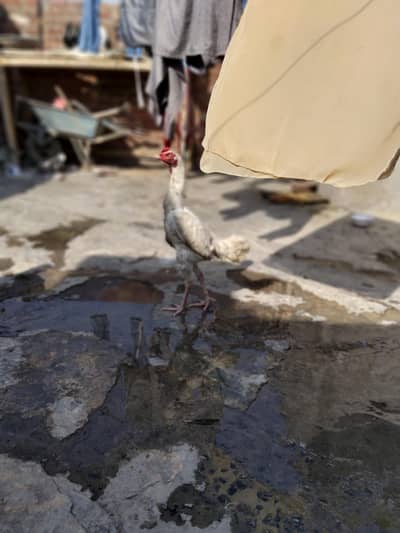 Aseel setup for sale