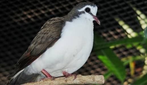 Tambourine  Dove /Doves For Sale /Qumri /Fakhta /All kind of Doves