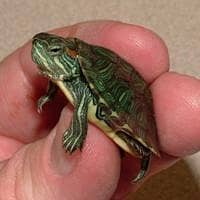 Red eared slider turtle