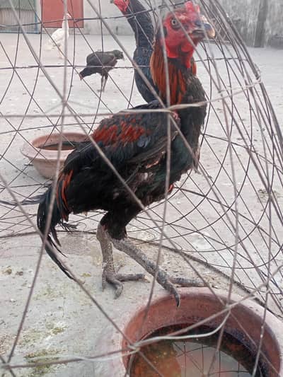 Thai, Heera, Hint Pair