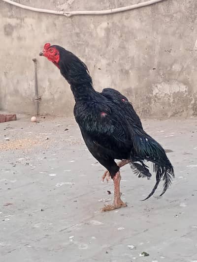 Thai, Heera, Hint Pair