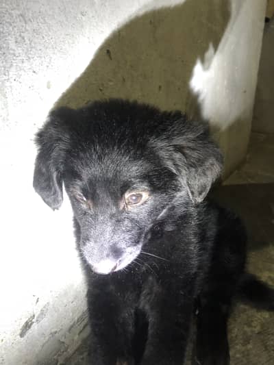 German shepherd pet  black long cort only 1piece