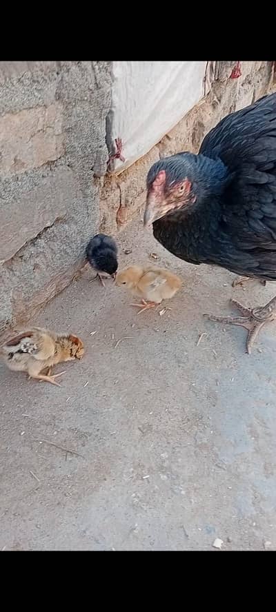 I want to sell my chicks  my WhatsApp number 03315155676
