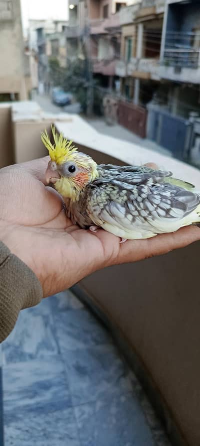 cocktail chiks for hand tame