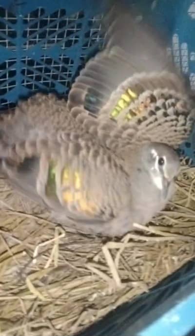 Bronzewing Dove /Doves For Sale /Qumri /Fakhta /All kind of Doves