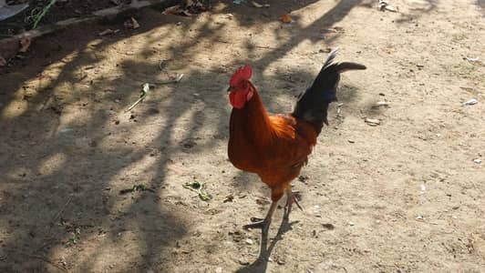 Golden Misri Rooster  for sale