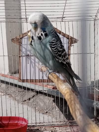 exhibition budgries male