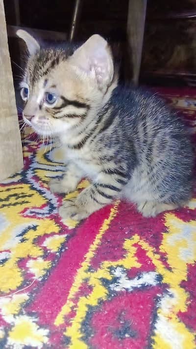 4 Kittens for adoption