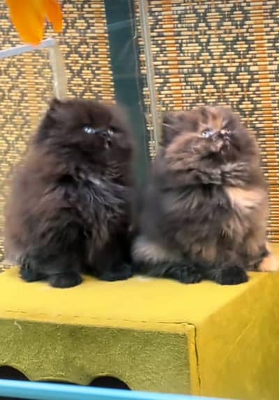 Cat | Kittens | Persian Cat Baby | ωâtsp /\/\€$ 06 | 5୨8 | 6719