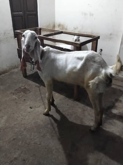 Rajanpuri gulabi  bakri