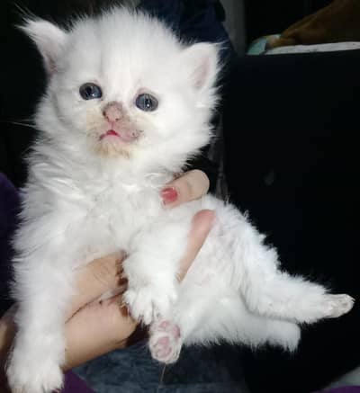 Adorable white persian kitten