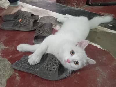 Persian double coated kitten