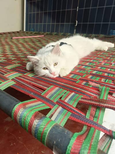 Persian double coated kitten