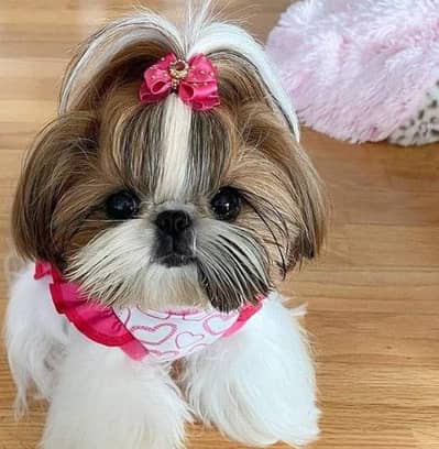 shitzu puppies 03101565438