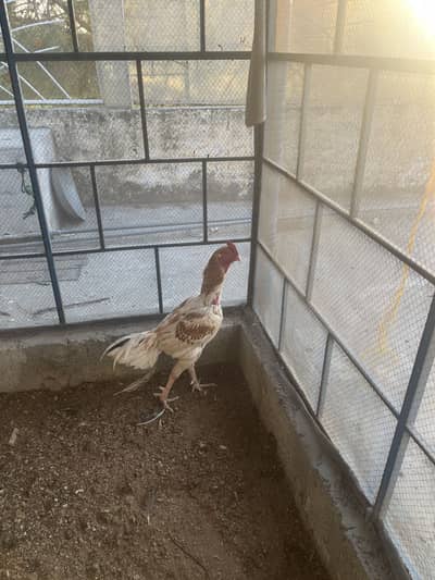 Aseel patha for sale