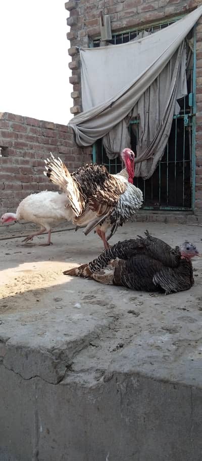 turkey aek male do female  age 13 manth