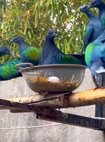 Nicobar Pigeon Doves /Doves For Sale /Qumri /Fakhta /All kind of Doves