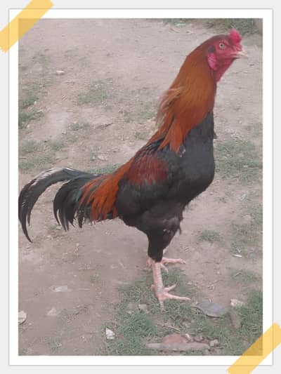 aseel murga urgent sale