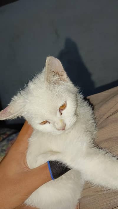 Turkish angora