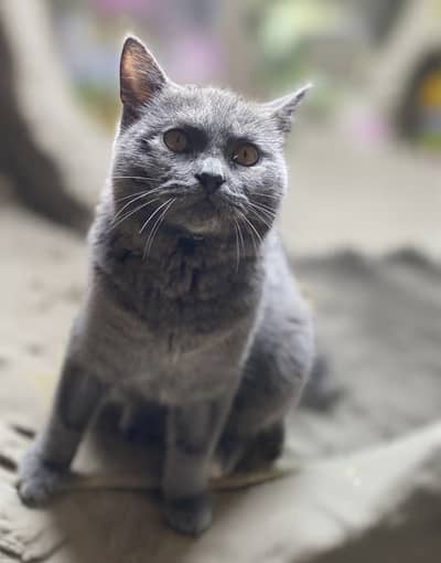 British Short Hair Female