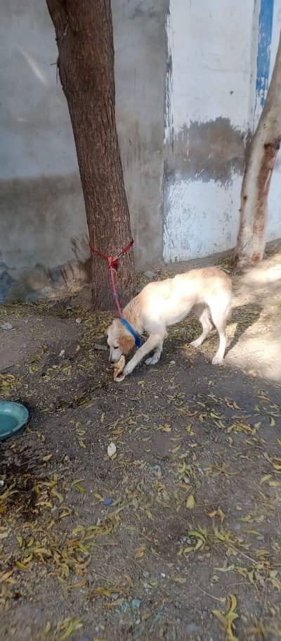 Labrador+golden retriever