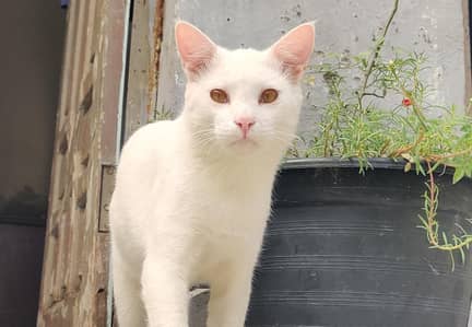 A beautiful A lovely Cat   || Guest you 