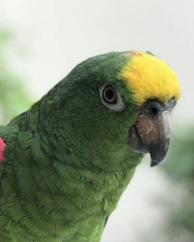 Malik 