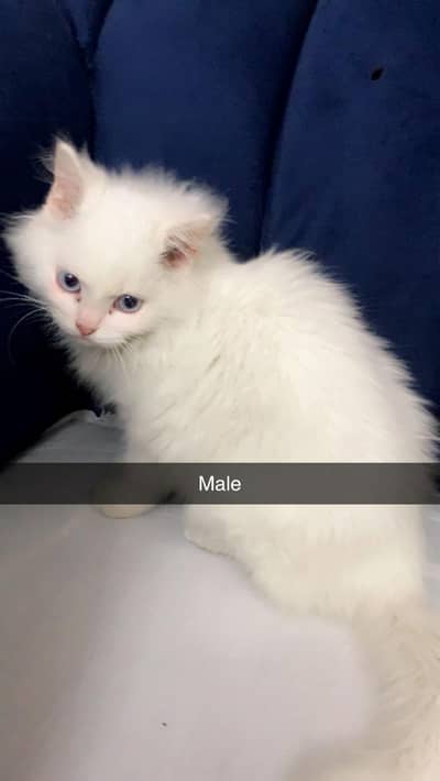 Beautiful male & female pair of cats for sale
