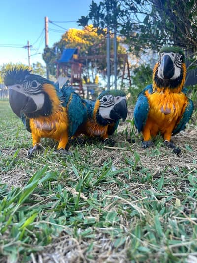 blue macaw parrot cheeks for sale contact number (03281732809)