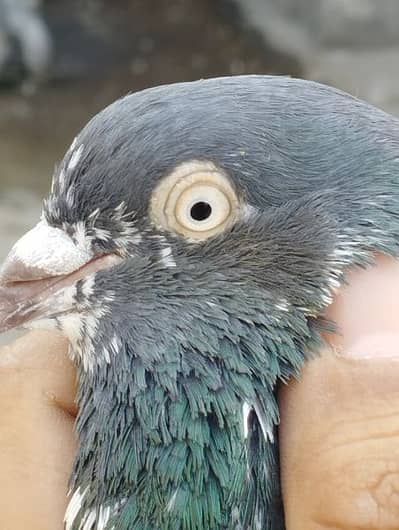 Breeder Tedy Breeder Nela Nur