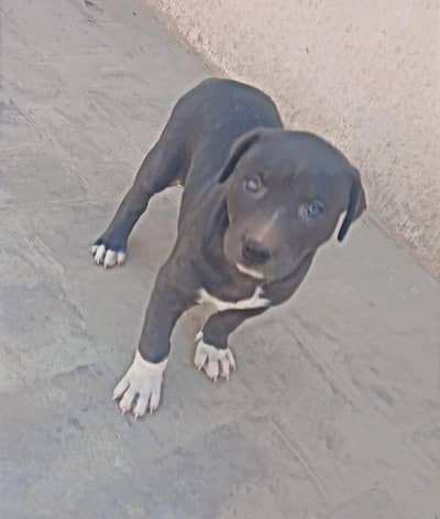 very beautiful female bully puppy