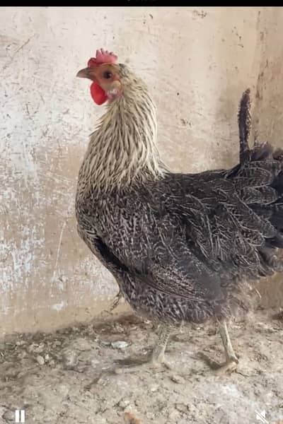 Desi hen (golden misri desi murghi) organic feed egg laying