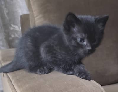 beautiful Persian  kittens